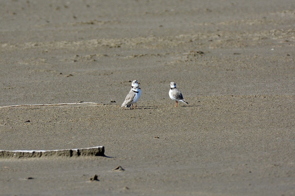 Piping Plover - ML617740798