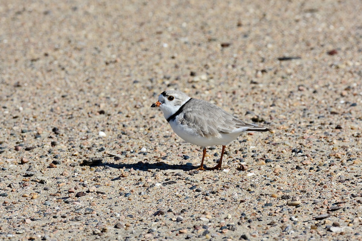 Piping Plover - ML617740799