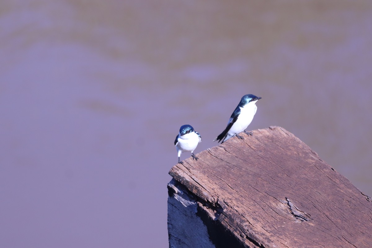 White-winged Swallow - ML617740806