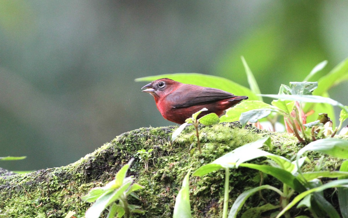 Red-crested Finch - Gisèle Labonté