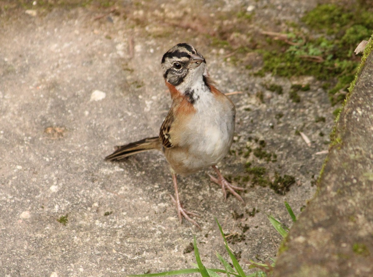 Rufous-collared Sparrow - ML617740832