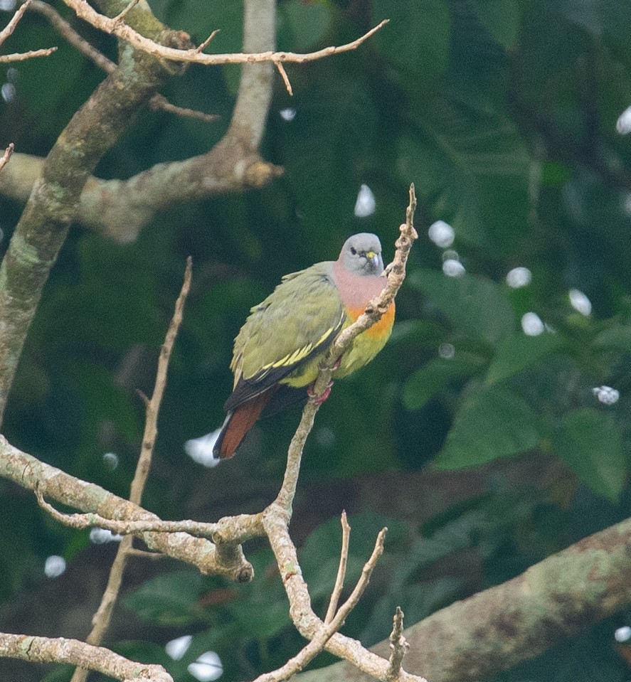 Pink-necked Green-Pigeon - ML617740834