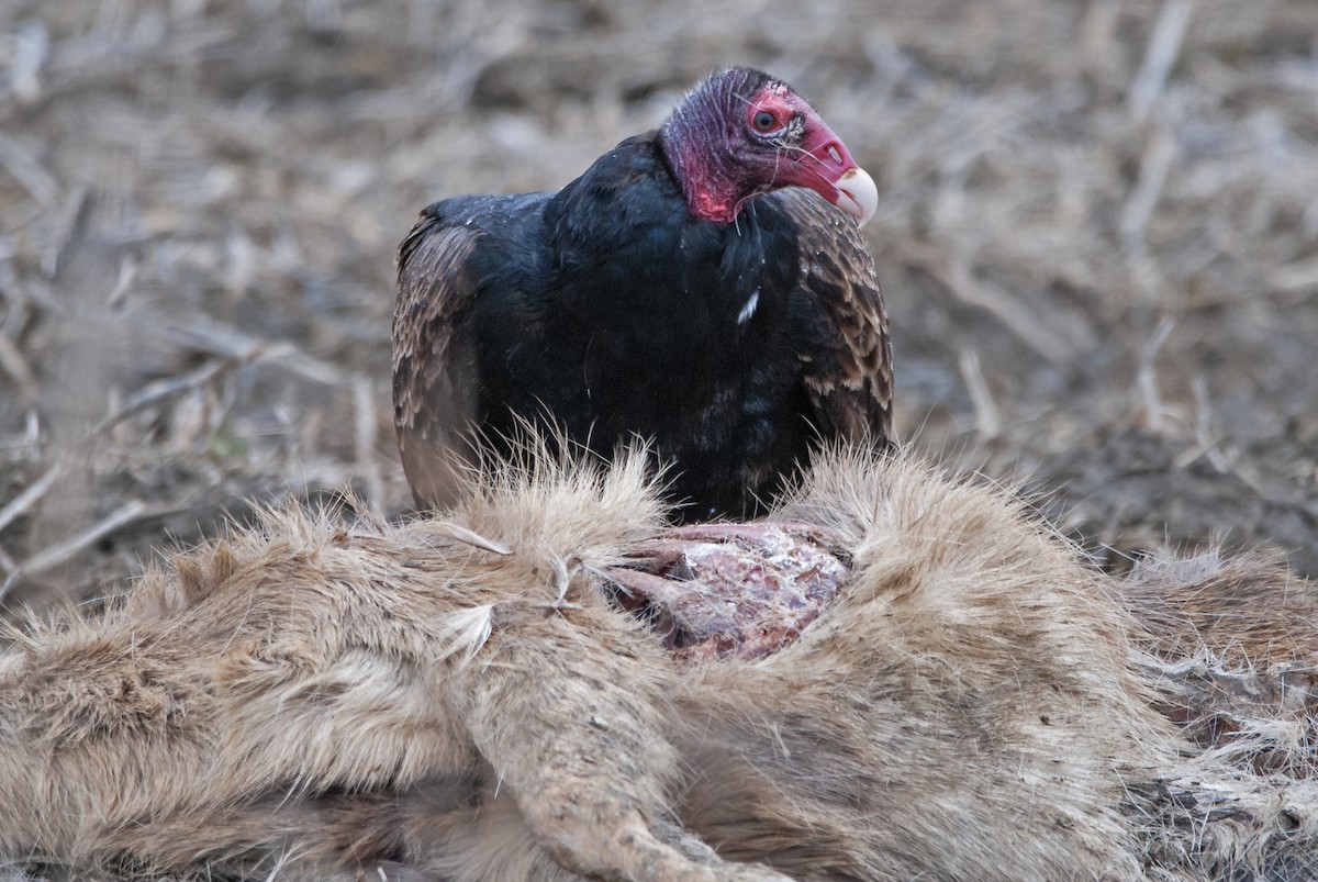Turkey Vulture - Andrew Simon