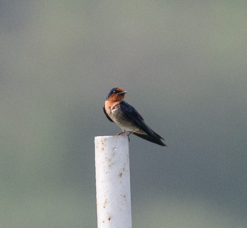 Pacific Swallow - ML617740852