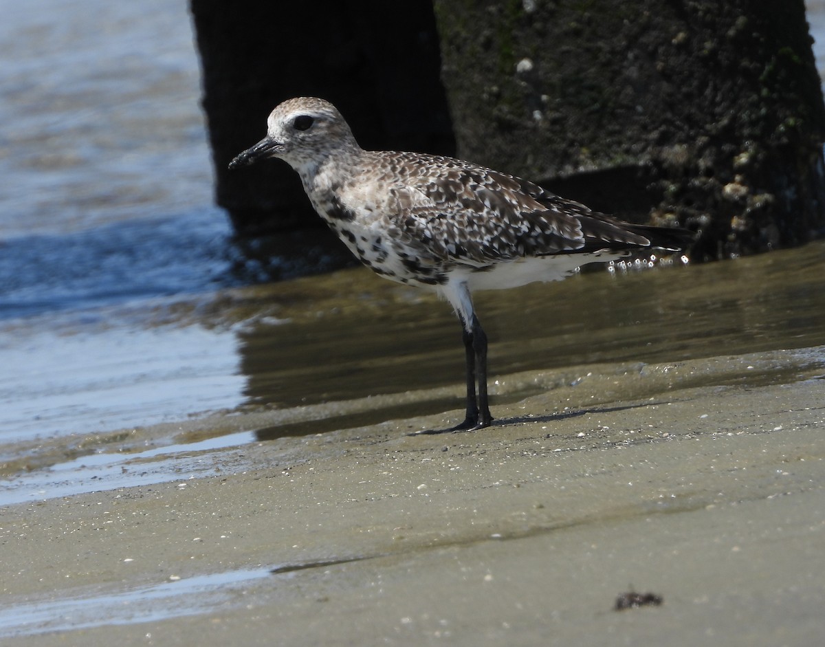 eBird Checklist - 21 Apr 2024 - South Palm Park - 13 species