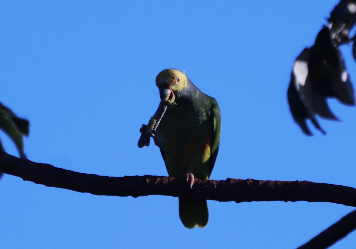Yellow-faced Parrot - ML617740906