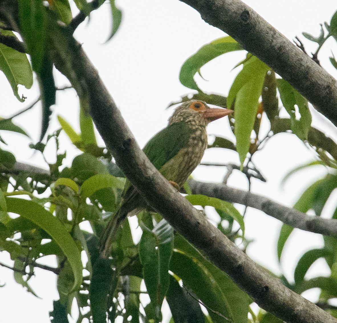 Lineated Barbet - ML617740919
