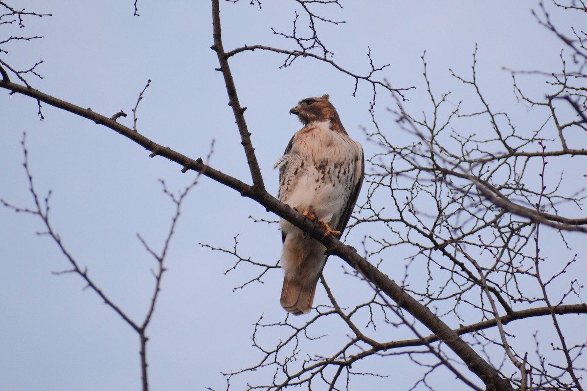 Red-tailed Hawk (borealis) - ML617740957