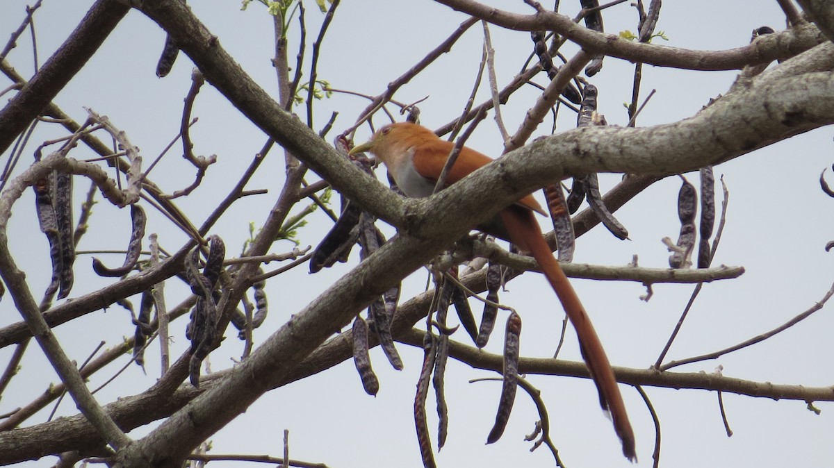 Squirrel Cuckoo - ML617741017