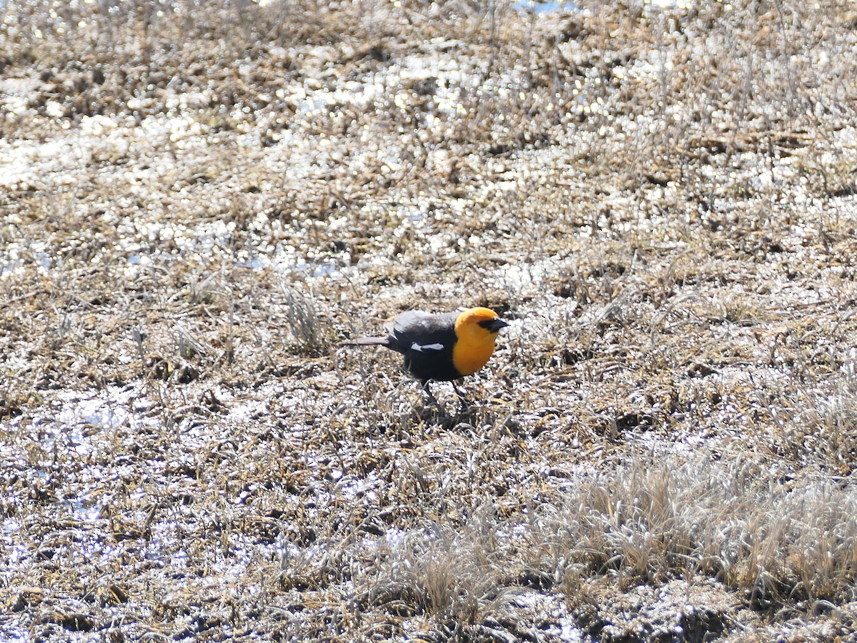 Yellow-headed Blackbird - ML617741018