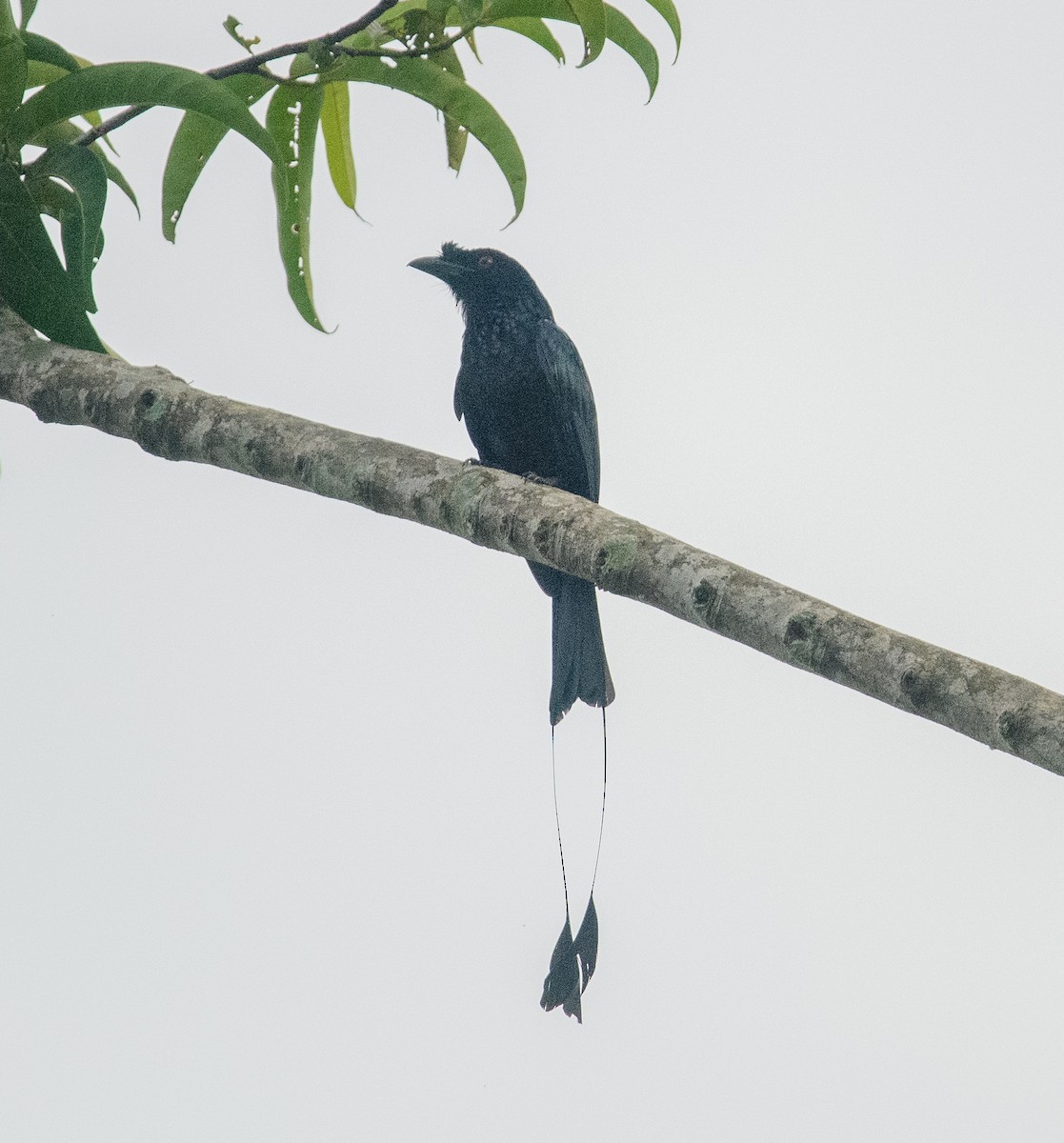 Greater Racket-tailed Drongo - ML617741019