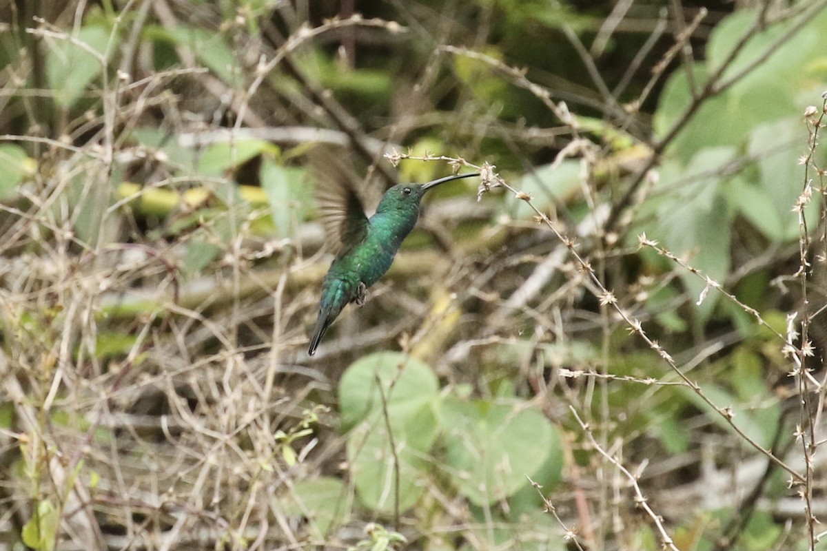 Smaragdmangokolibri - ML617741032