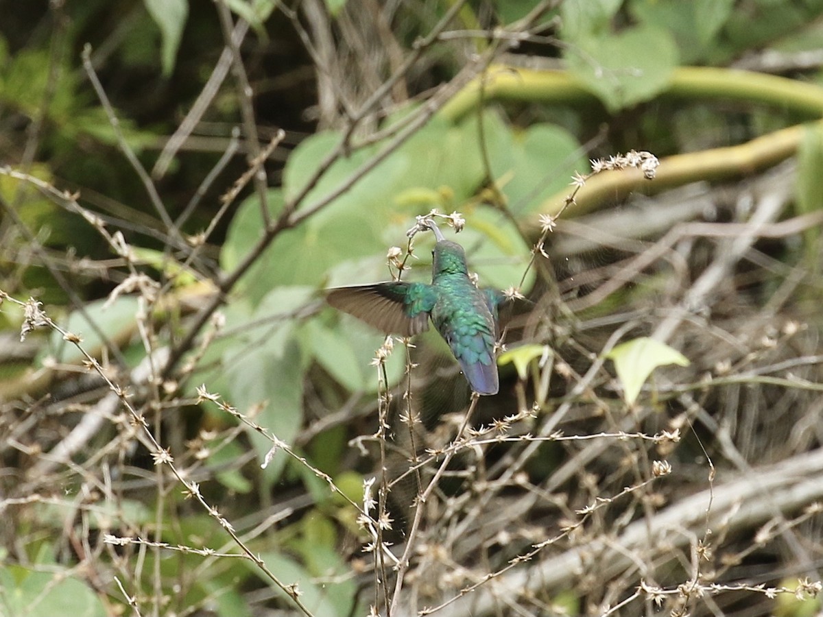 kolibřík smaragdový - ML617741033