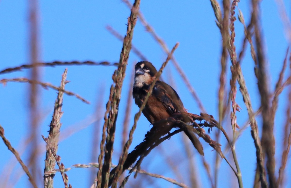 Rusty-collared Seedeater - ML617741034