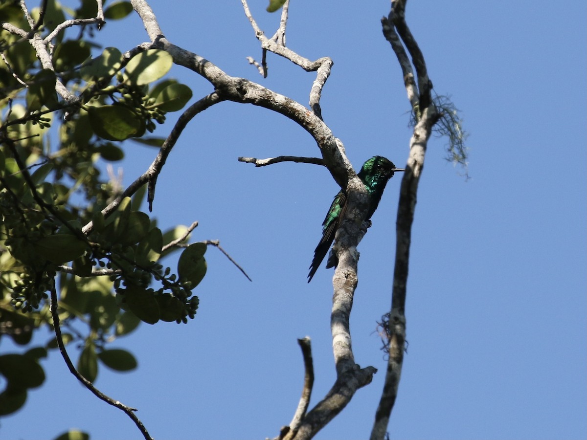 kolibřík portorický - ML617741054