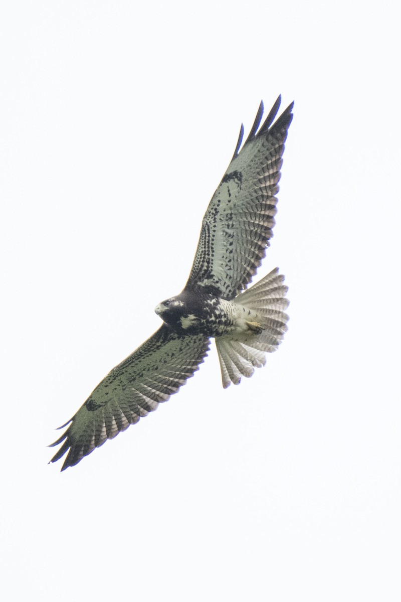 White-tailed Hawk - Luciano Massa
