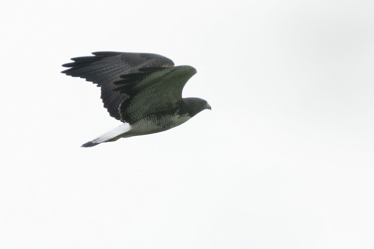 White-tailed Hawk - Luciano Massa