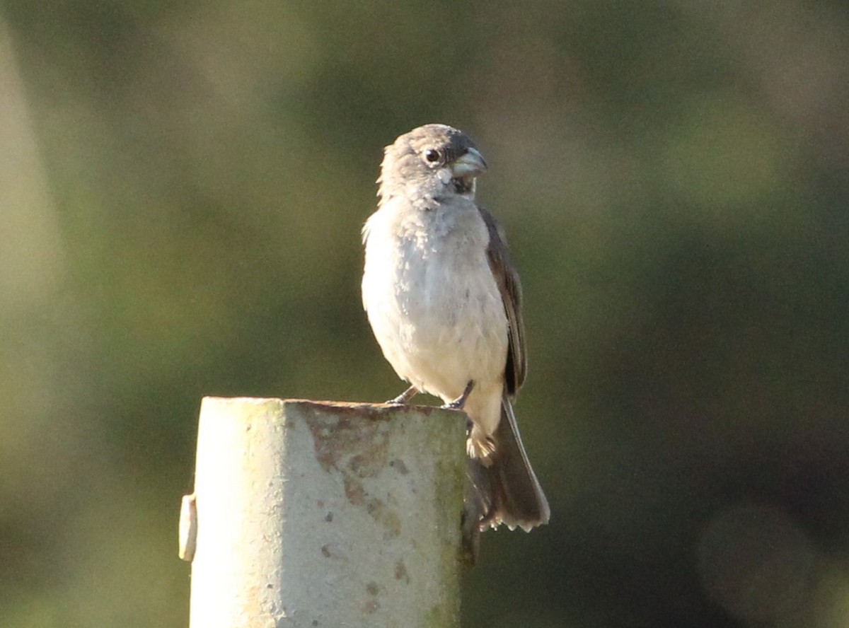 Double-collared Seedeater - ML617741113