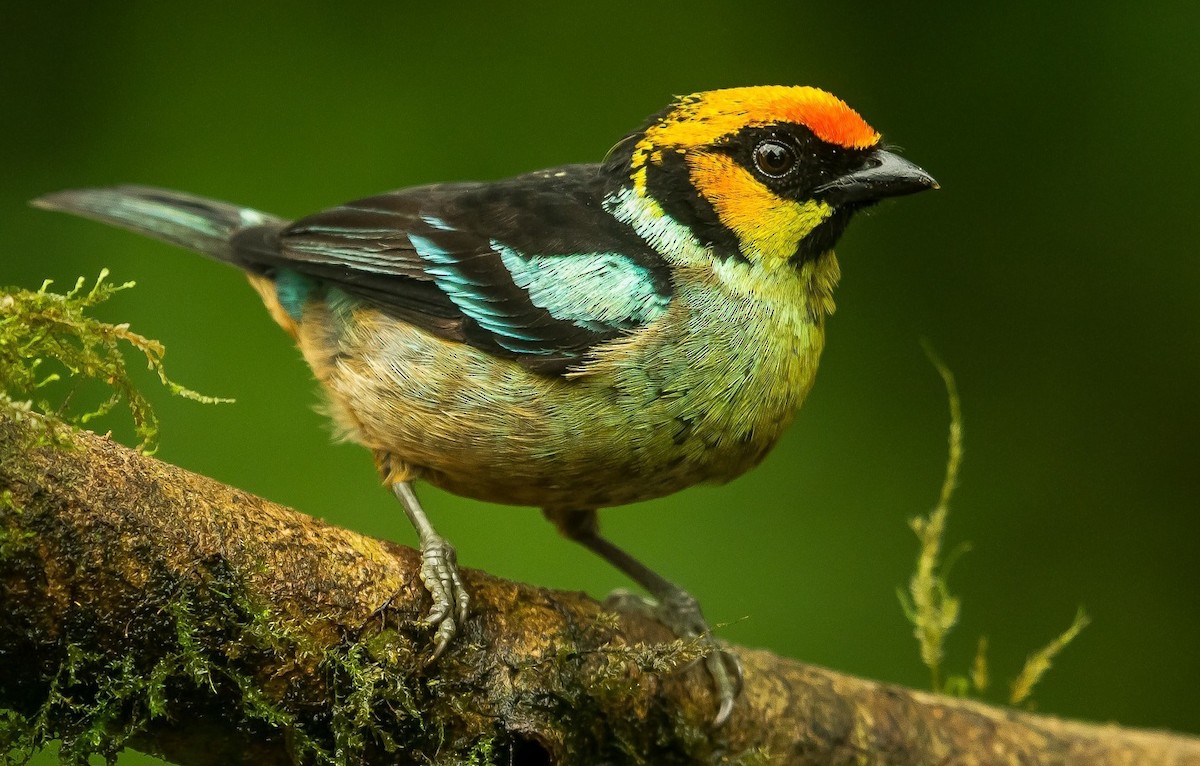 Flame-faced Tanager - ML617741115