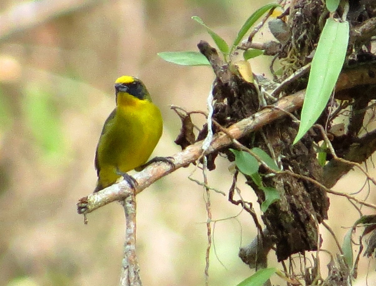 Thick-billed Euphonia - Anderson León Natera