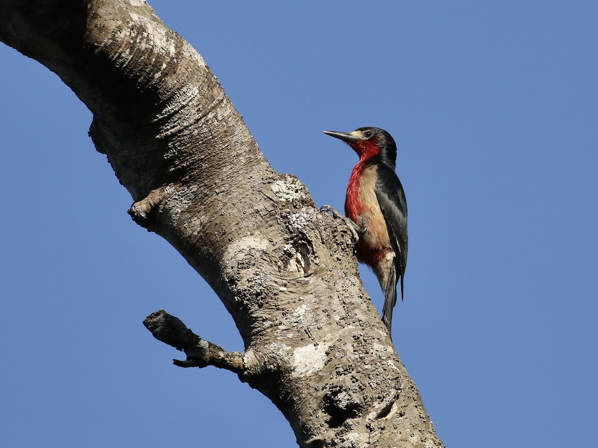 Puerto Rican Woodpecker - ML617741232