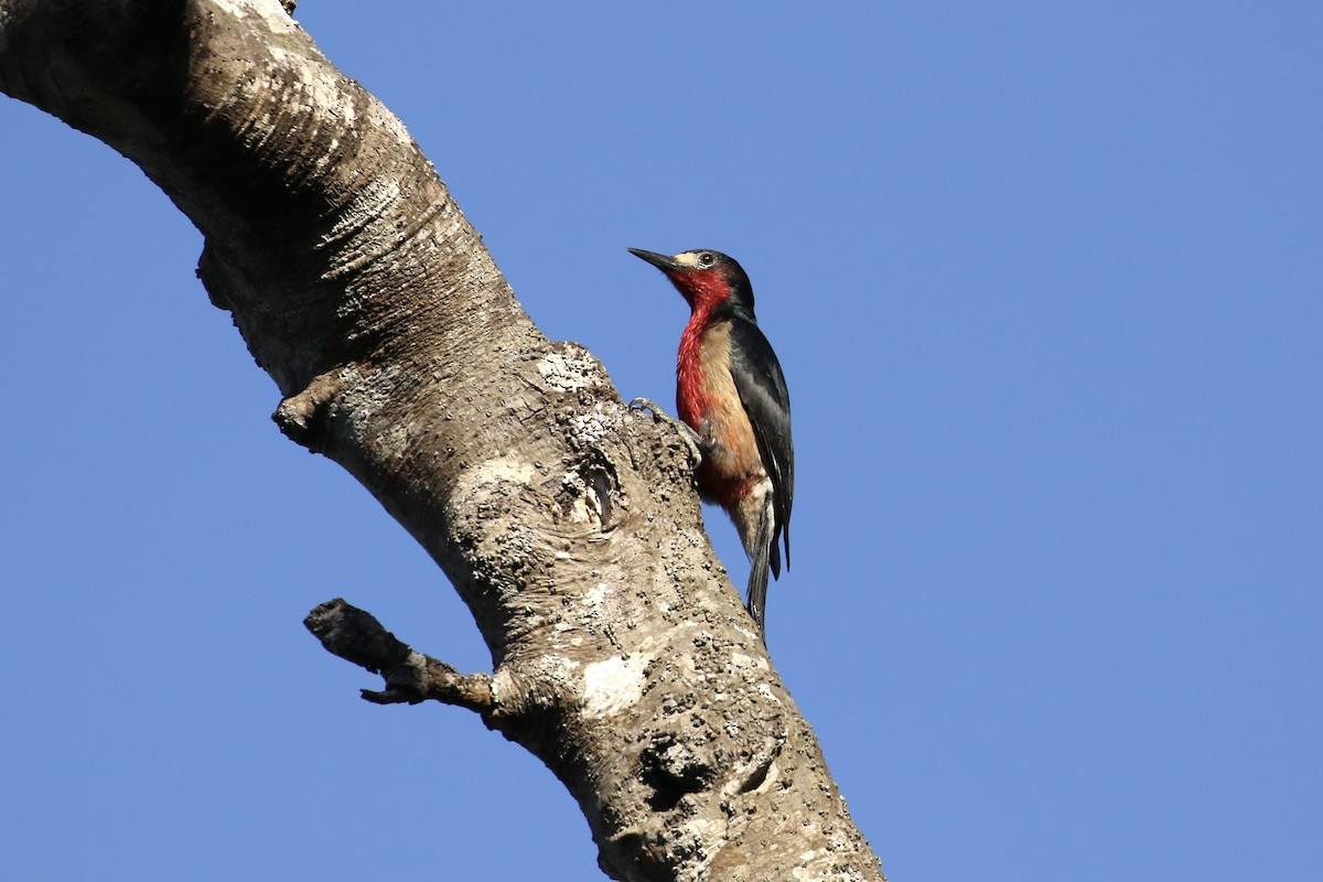 Puerto Rican Woodpecker - ML617741233