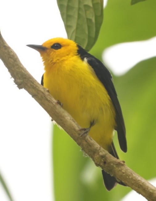 Black-and-yellow Tanager - ML617741241