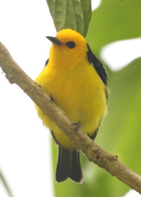 Black-and-yellow Tanager - ML617741242
