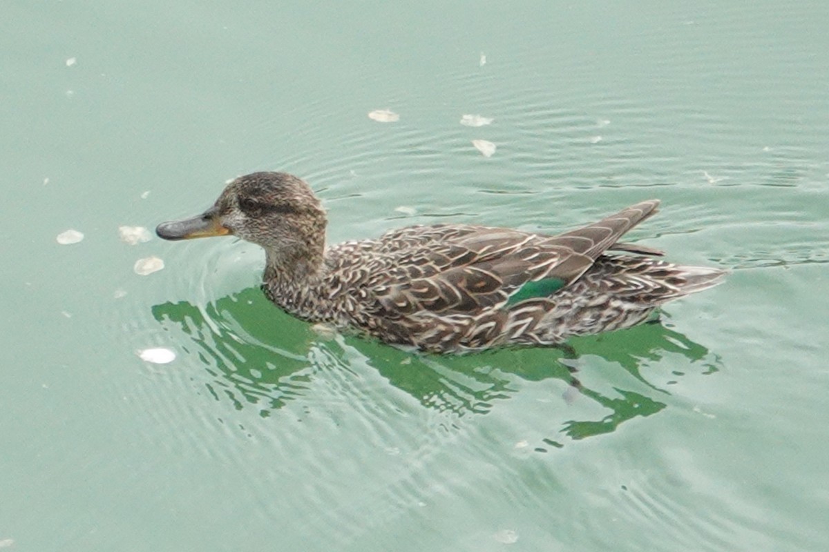 Green-winged Teal - ML617741244