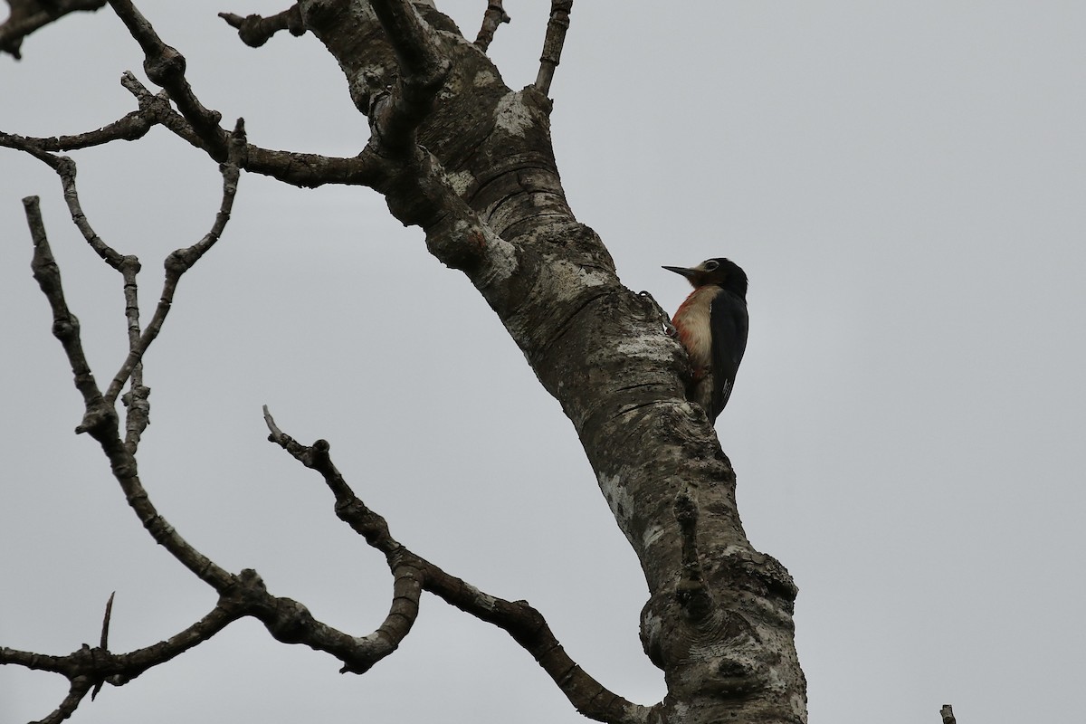 Puerto Rican Woodpecker - ML617741248