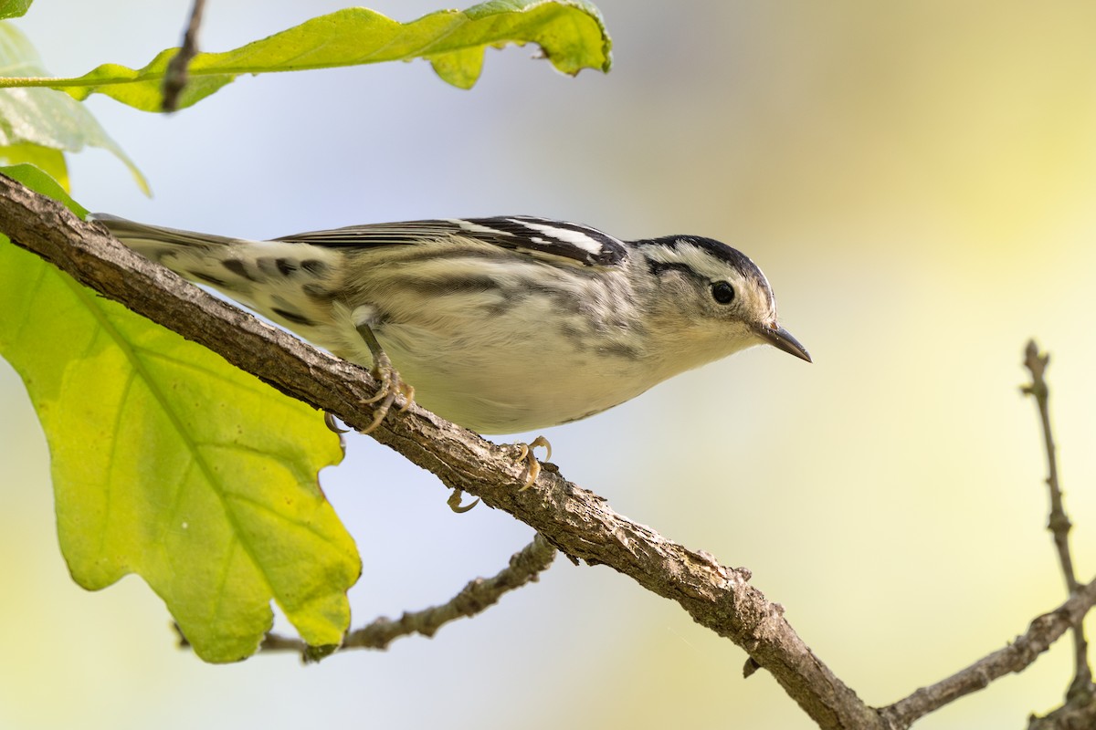 Black-and-white Warbler - ML617741254