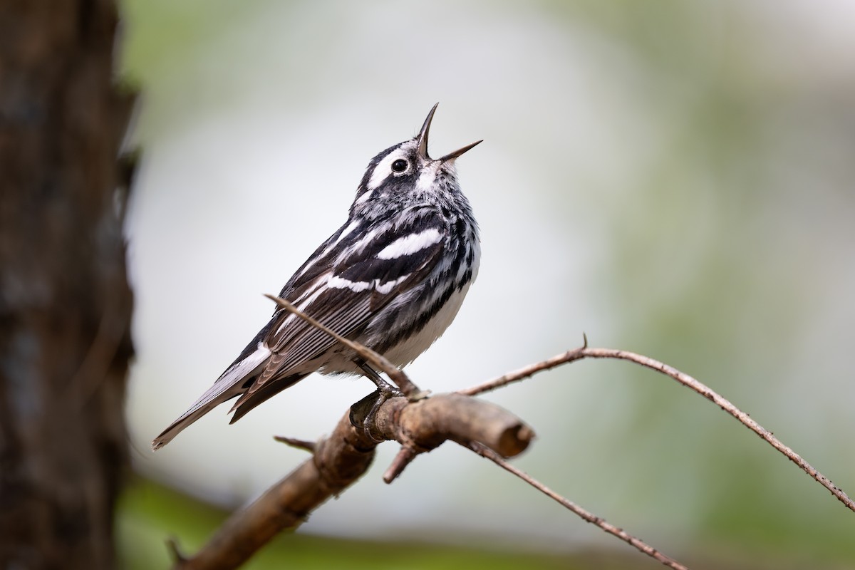 Black-and-white Warbler - ML617741262