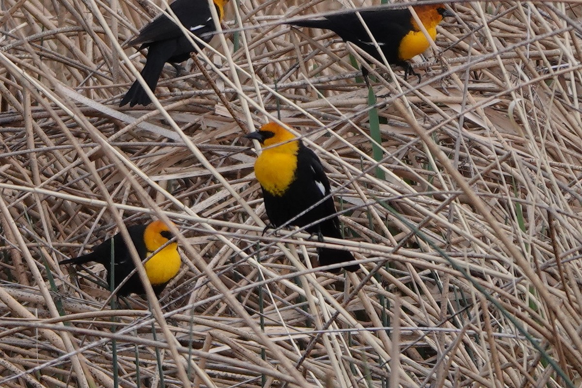 Yellow-headed Blackbird - Nic Korte