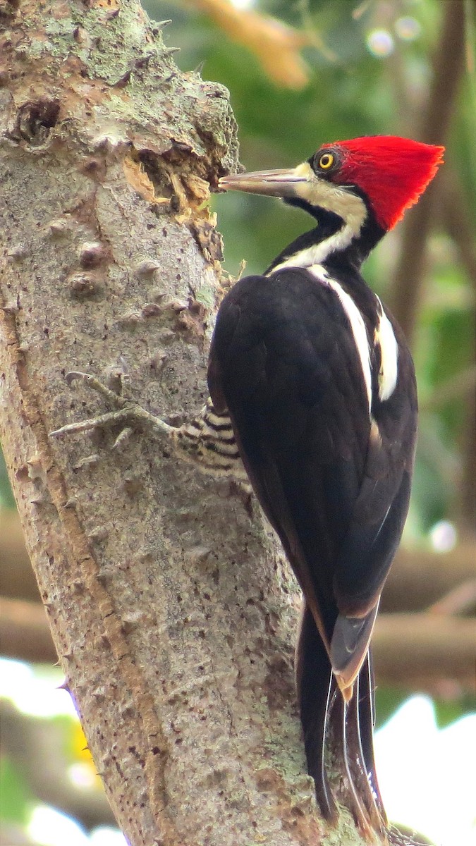 Crimson-crested Woodpecker - Anderson León Natera