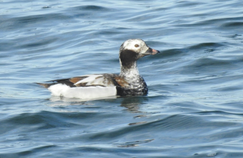 Long-tailed Duck - ML617741345