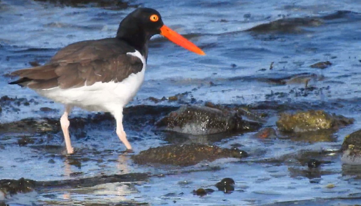 American Oystercatcher - Mary  McMahon