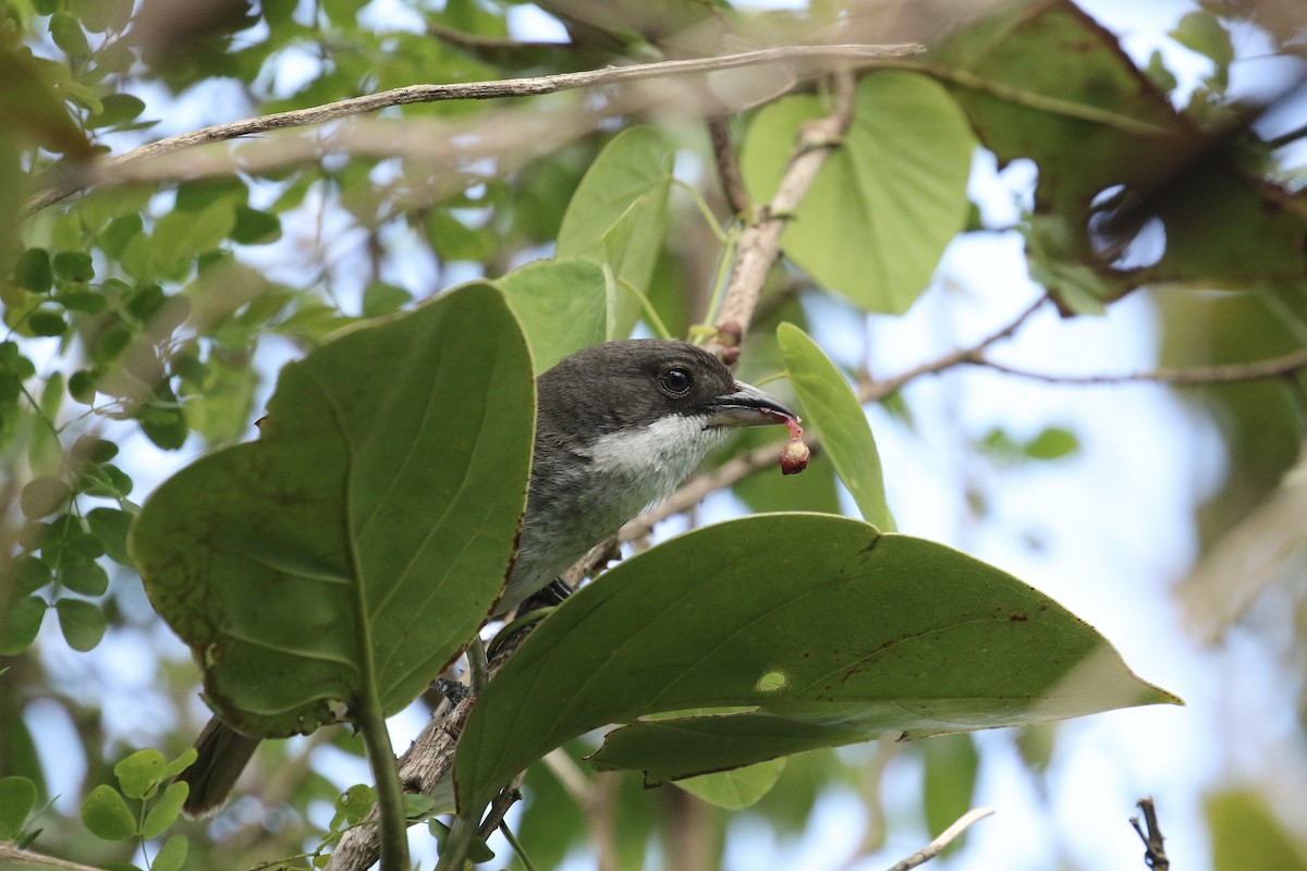 Puerto Rican Tanager - ML617741378