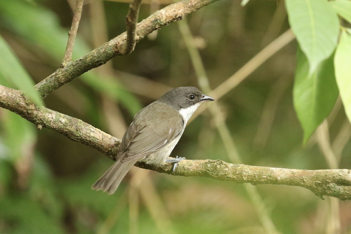 Puerto Rican Tanager - ML617741379