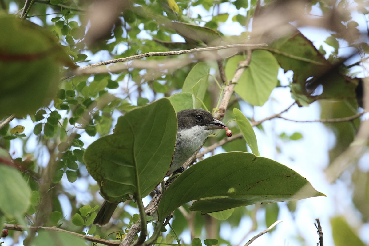 Puerto Rican Tanager - ML617741380