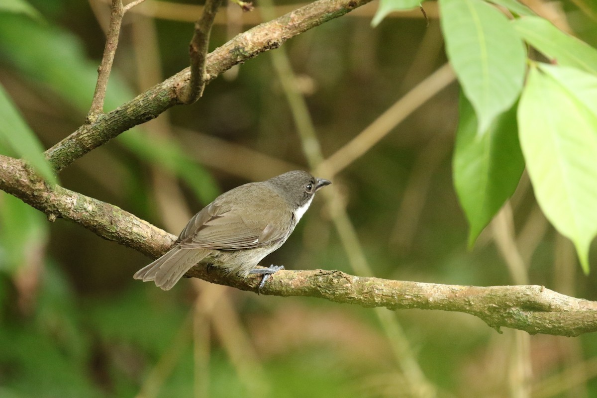 Puerto Rican Tanager - ML617741381
