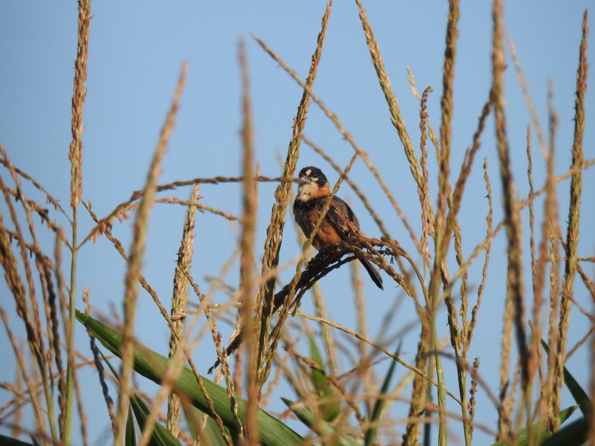 Rusty-collared Seedeater - ML617741418