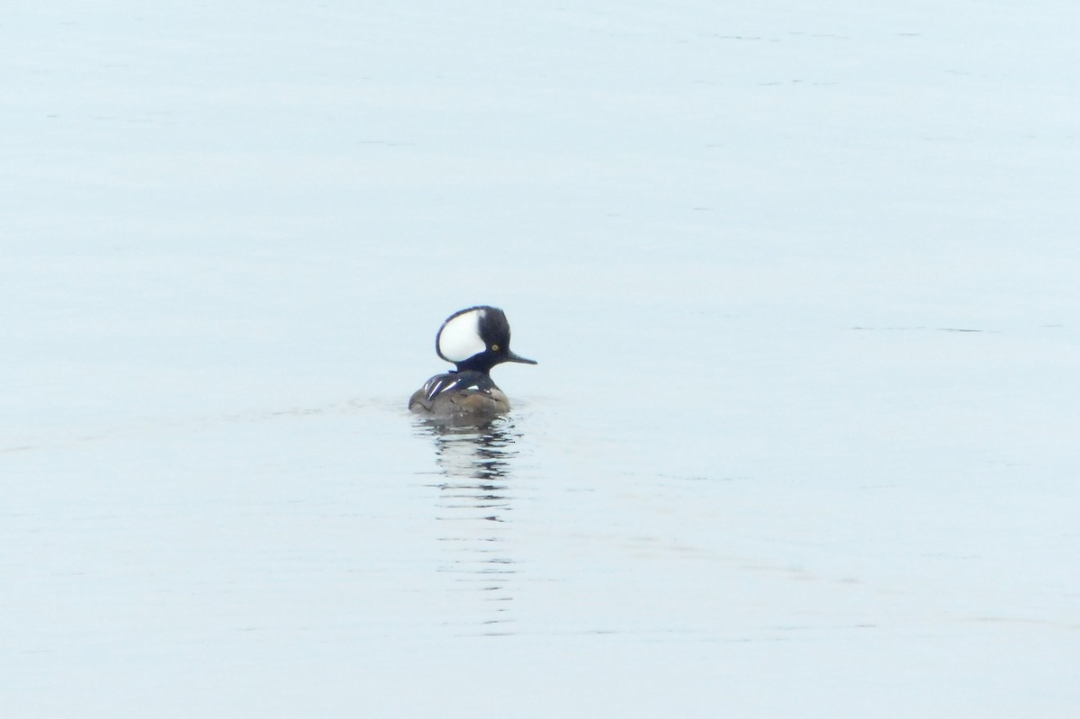 eBird Checklist - 21 Apr 2024 - Manasquan Reservoir IBA - 60 species