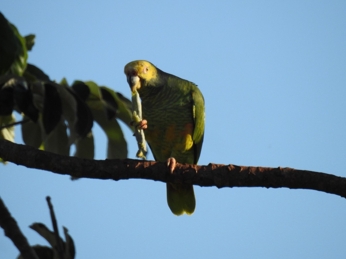 Yellow-faced Parrot - ML617741484