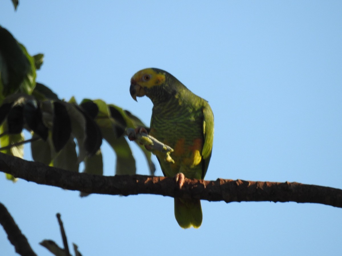 Yellow-faced Parrot - ML617741485