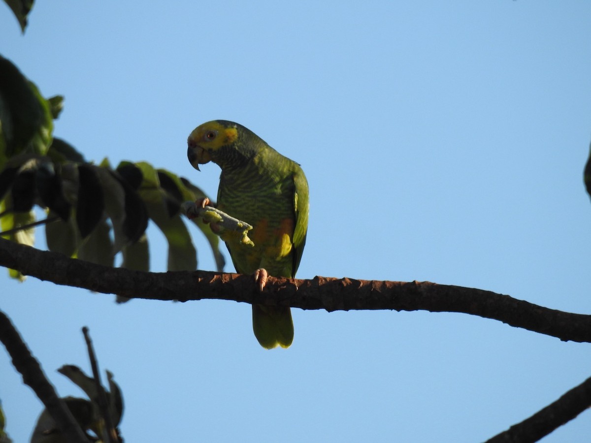 Yellow-faced Parrot - Leonardo Bordin
