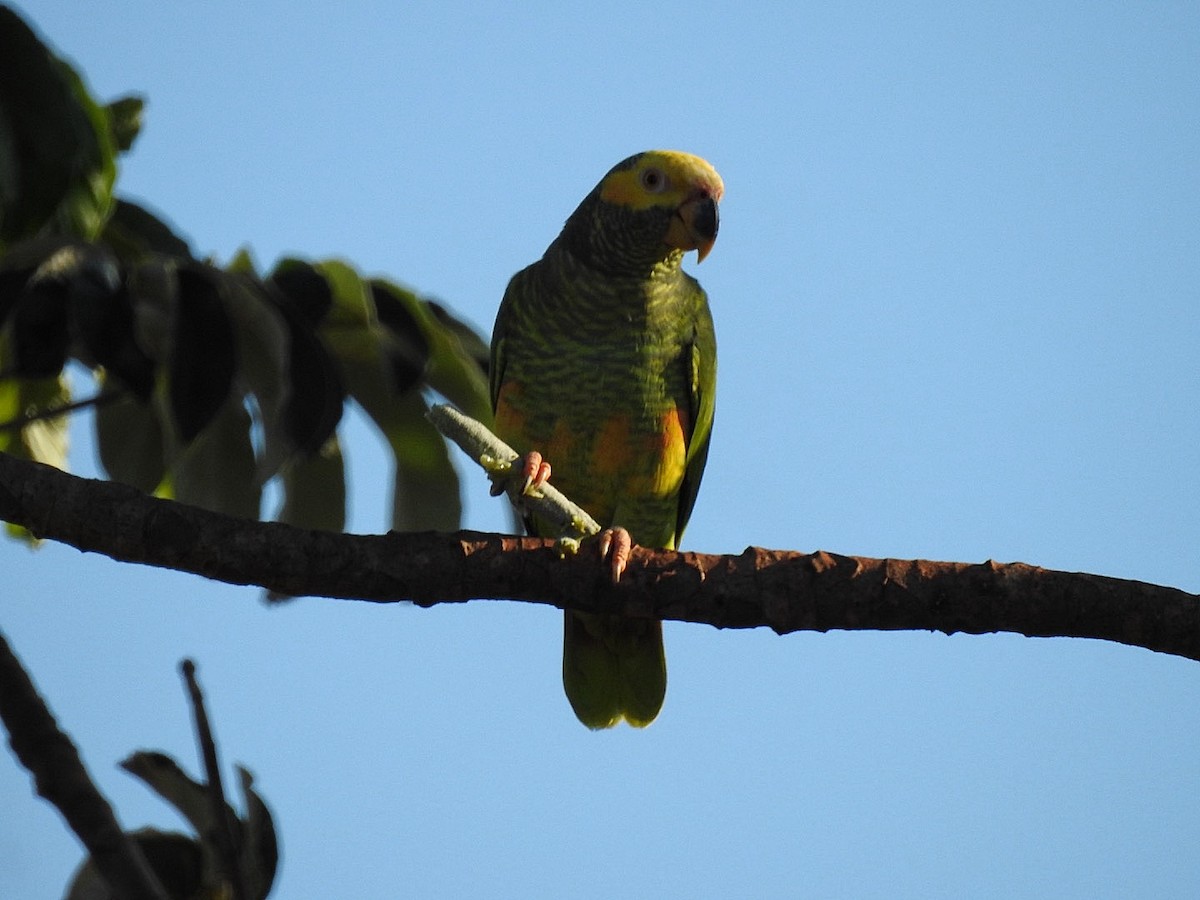 Yellow-faced Parrot - ML617741487