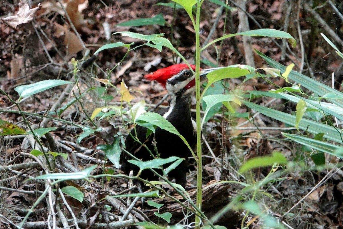 Pileated Woodpecker - ML617741514