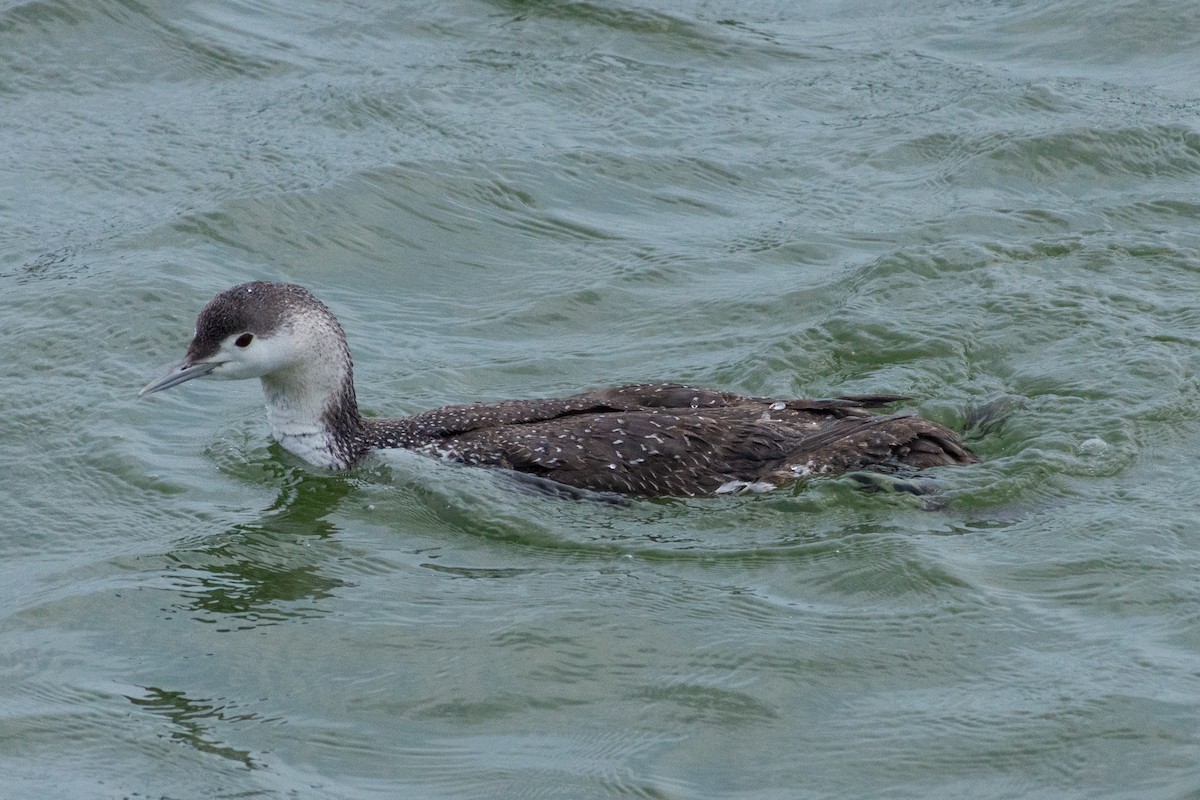 Red-throated Loon - ML617741566