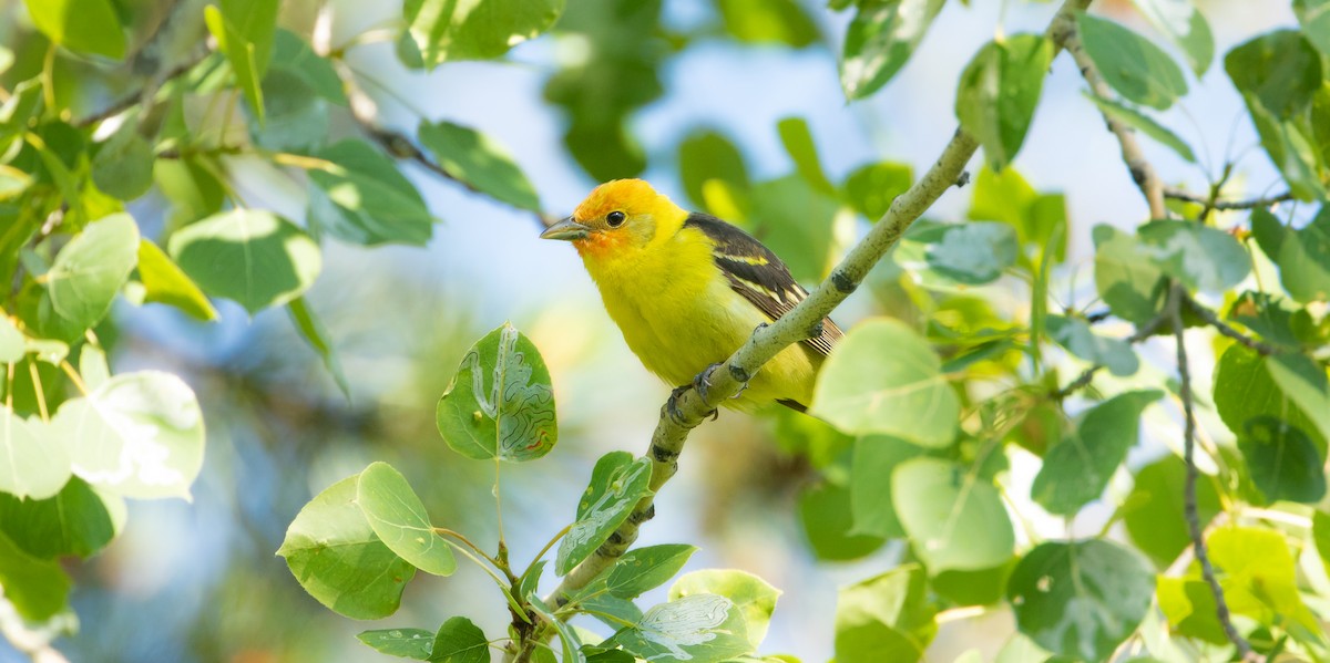 Western Tanager - ML617741631