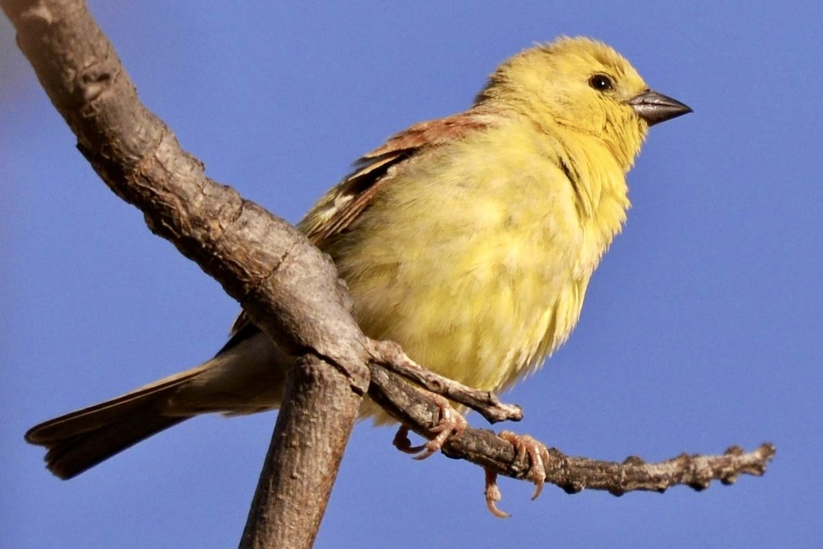 Sudan Golden Sparrow - ML617741649